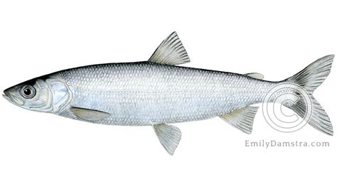Cisco (Lake Herring) .